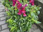 Prabangūs žioveiniai / Antirrhinum (liūtagėliai) - nuotraukos Nr. 2