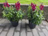 Prabangūs žioveiniai / Antirrhinum (liūtagėliai) - nuotraukos Nr. 3