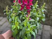 Prabangūs žioveiniai / Antirrhinum (liūtagėliai) - nuotraukos Nr. 4