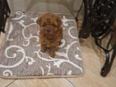 Toy red pudeliukai.@ Garbanota Uodega fci/lkd. - nuotraukos Nr. 3