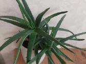 Aloe vera (alijošius)