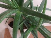 Aloe vera (alijošius) - nuotraukos Nr. 2