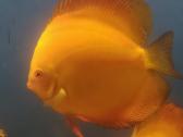 Parduodu diskusus