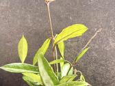 Hoya Pubicalyx - nuotraukos Nr. 3