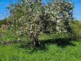 Parduodamas sklypas 6 a, Daubėnuose, Kretingos r. - nuotraukos Nr. 5