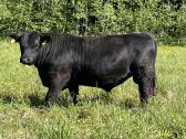Angus grynaveisliai buliukai