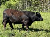 Angus grynaveisliai buliukai - nuotraukos Nr. 3