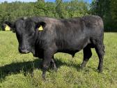 Angus grynaveisliai buliukai - nuotraukos Nr. 5
