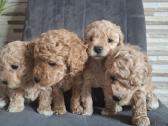 Maltipoo