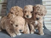 Maltipoo - nuotraukos Nr. 2