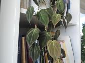 Philodendron Micans