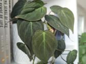 Philodendron Micans - nuotraukos Nr. 2