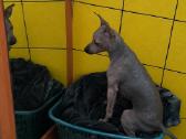 American hairless terrier - nuotraukos Nr. 6