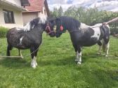 Daug poniu iesko namu - nuotraukos Nr. 5