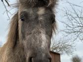 Ponis