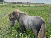 Ponis - nuotraukos Nr. 2