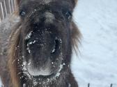 Ponis - nuotraukos Nr. 3