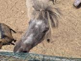 Ponis - nuotraukos Nr. 5