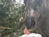 Ponis - nuotraukos Nr. 7
