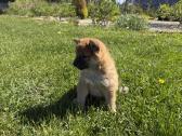Shiba inu mažyliai - nuotraukos Nr. 2