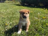 Shiba inu mažyliai - nuotraukos Nr. 4