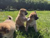 Shiba inu mažyliai - nuotraukos Nr. 5