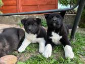 Amerikieciu akita - nuotraukos Nr. 7