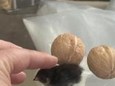 Miniatiurines kinietiskos putpelytes