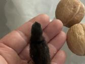 Miniatiurines kinietiskos putpelytes - nuotraukos Nr. 3