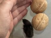 Miniatiurines kinietiskos putpelytes - nuotraukos Nr. 4