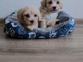 Maltipoo