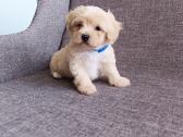 Maltipoo - nuotraukos Nr. 2