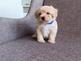 Maltipoo - nuotraukos Nr. 3