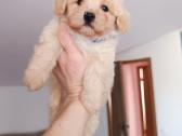 Maltipoo - nuotraukos Nr. 4