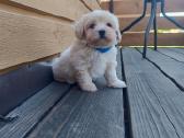 Maltipoo - nuotraukos Nr. 5