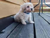 Maltipoo - nuotraukos Nr. 6
