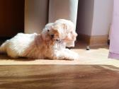 Maltipoo - nuotraukos Nr. 7