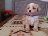 Maltipoo