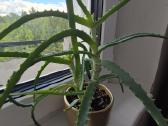 Alijošius