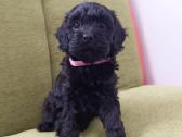 Cavapoo