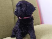 Cavapoo - nuotraukos Nr. 2