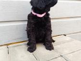 Cavapoo - nuotraukos Nr. 3