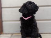Cavapoo - nuotraukos Nr. 4