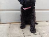 Cavapoo - nuotraukos Nr. 5
