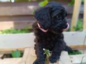 Cavapoo - nuotraukos Nr. 6