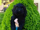 Cavapoo - nuotraukos Nr. 7