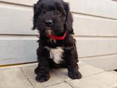 Cavapoo - nuotraukos Nr. 6