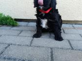 Cavapoo - nuotraukos Nr. 8