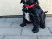 Cavapoo - nuotraukos Nr. 9