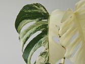 Monstera Albo - nuotraukos Nr. 2